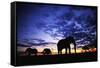 Elephant Silhouettes-Paul Souders-Framed Stretched Canvas