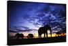 Elephant Silhouettes-Paul Souders-Stretched Canvas