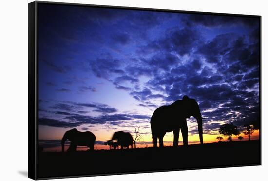 Elephant Silhouettes-Paul Souders-Framed Stretched Canvas