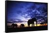 Elephant Silhouettes-Paul Souders-Framed Stretched Canvas