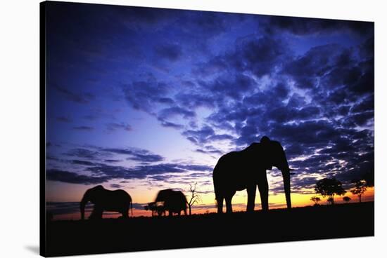 Elephant Silhouettes-Paul Souders-Stretched Canvas