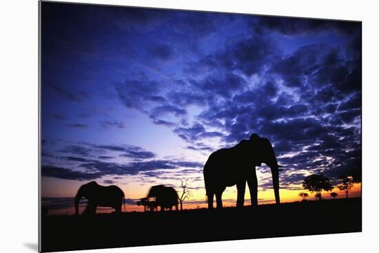 Elephant Silhouettes-Paul Souders-Mounted Photographic Print