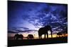 Elephant Silhouettes-Paul Souders-Mounted Photographic Print