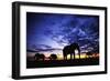 Elephant Silhouettes-Paul Souders-Framed Photographic Print