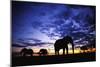 Elephant Silhouettes-Paul Souders-Mounted Photographic Print
