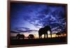 Elephant Silhouettes-Paul Souders-Framed Photographic Print