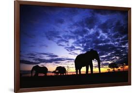 Elephant Silhouettes-Paul Souders-Framed Photographic Print