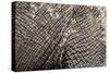 Elephant Skin, Makgadikgadi Pans National Park, Botswana-Paul Souders-Stretched Canvas