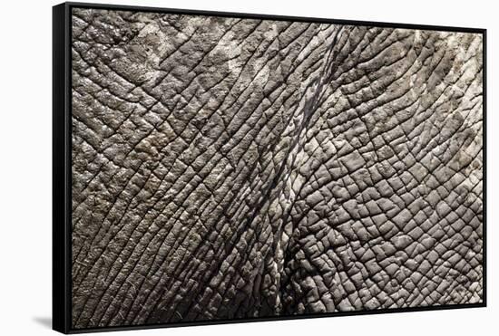 Elephant Skin, Makgadikgadi Pans National Park, Botswana-Paul Souders-Framed Stretched Canvas