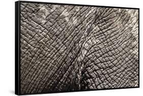 Elephant Skin, Makgadikgadi Pans National Park, Botswana-Paul Souders-Framed Stretched Canvas