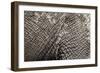 Elephant Skin, Makgadikgadi Pans National Park, Botswana-Paul Souders-Framed Photographic Print