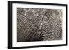 Elephant Skin, Makgadikgadi Pans National Park, Botswana-Paul Souders-Framed Photographic Print