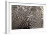 Elephant Skin, Makgadikgadi Pans National Park, Botswana-Paul Souders-Framed Photographic Print