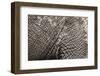 Elephant Skin, Makgadikgadi Pans National Park, Botswana-Paul Souders-Framed Photographic Print