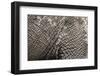 Elephant Skin, Makgadikgadi Pans National Park, Botswana-Paul Souders-Framed Photographic Print