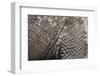 Elephant Skin, Makgadikgadi Pans National Park, Botswana-Paul Souders-Framed Photographic Print