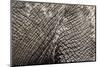 Elephant Skin, Makgadikgadi Pans National Park, Botswana-Paul Souders-Mounted Photographic Print