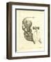 Elephant Skull-null-Framed Premium Giclee Print