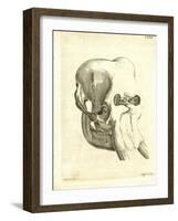 Elephant Skull-null-Framed Giclee Print