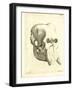 Elephant Skull-null-Framed Giclee Print