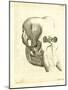 Elephant Skull-null-Mounted Giclee Print
