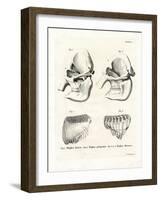 Elephant Skulls-null-Framed Giclee Print