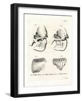 Elephant Skulls-null-Framed Giclee Print