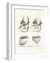 Elephant Skulls-null-Framed Giclee Print