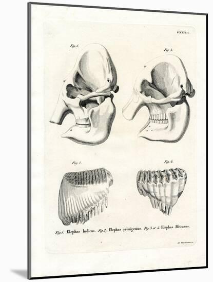 Elephant Skulls-null-Mounted Giclee Print