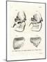 Elephant Skulls-null-Mounted Giclee Print