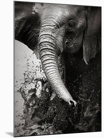 Elephant Splashing Water with Trunk - Etosha National Park (Namibia)-Johan Swanepoel-Mounted Photographic Print