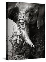 Elephant Splashing Water with Trunk - Etosha National Park (Namibia)-Johan Swanepoel-Stretched Canvas