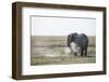 Elephant spraying dust on itself in Amboseli National Park, Kenya, East Africa, Africa-null-Framed Photographic Print