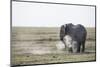 Elephant spraying dust on itself in Amboseli National Park, Kenya, East Africa, Africa-null-Mounted Photographic Print