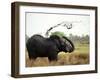 Elephant Sprays Mud from its Trunk over its Body to Cool Down-Susanna Wyatt-Framed Photographic Print