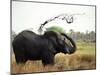 Elephant Sprays Mud from its Trunk over its Body to Cool Down-Susanna Wyatt-Mounted Photographic Print