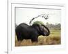 Elephant Sprays Mud from its Trunk over its Body to Cool Down-Susanna Wyatt-Framed Photographic Print