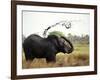Elephant Sprays Mud from its Trunk over its Body to Cool Down-Susanna Wyatt-Framed Photographic Print