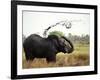 Elephant Sprays Mud from its Trunk over its Body to Cool Down-Susanna Wyatt-Framed Photographic Print