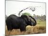 Elephant Sprays Mud from its Trunk over its Body to Cool Down-Susanna Wyatt-Mounted Photographic Print