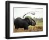 Elephant Sprays Mud from its Trunk over its Body to Cool Down-Susanna Wyatt-Framed Photographic Print