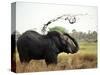 Elephant Sprays Mud from its Trunk over its Body to Cool Down-Susanna Wyatt-Stretched Canvas