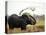 Elephant Sprays Mud from its Trunk over its Body to Cool Down-Susanna Wyatt-Stretched Canvas