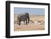 Elephant, Springbok, Oryx and Zebras-Grobler du Preez-Framed Photographic Print