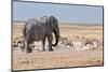 Elephant, Springbok, Oryx and Zebras-Grobler du Preez-Mounted Photographic Print