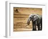 Elephant Standing and Eagle Flying Botswana Africa-Sheila Haddad-Framed Photographic Print