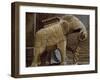 Elephant Statue in Haweli of Jaisalmer, Rajasthan, India-null-Framed Giclee Print