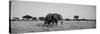 Elephant Tarangire Tanzania Africa-null-Stretched Canvas