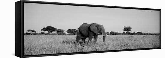 Elephant Tarangire Tanzania Africa-null-Framed Stretched Canvas