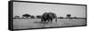 Elephant Tarangire Tanzania Africa-null-Framed Stretched Canvas